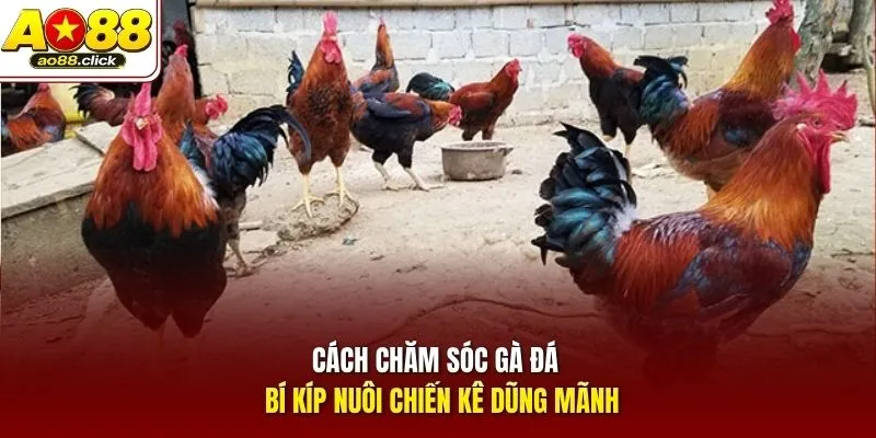 Cách Chăm Sóc Gà Đá - Bí Kíp Nuôi Chiến Kê Dũng Mãnh