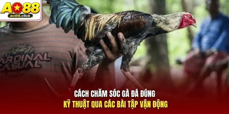Cách chăm sóc gà đá đúng kỹ thuật qua các bài tập vận động