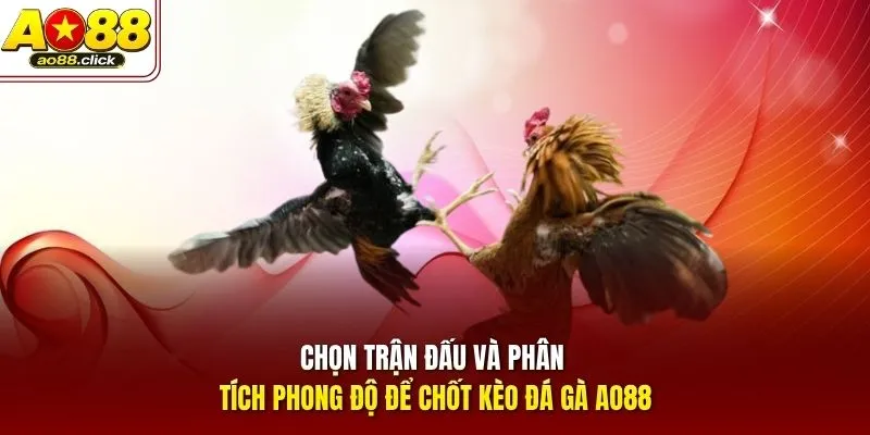 Chọn trận đấu và phân tích phong độ để chốt kèo đá gà AO88
