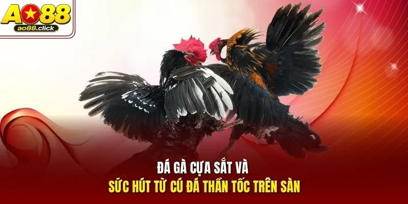 Đá gà cựa sắt và sức hút từ cú đá thần tốc trên sàn