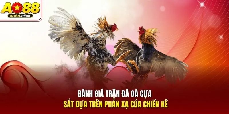 Đánh giá trận đá gà cựa sắt dựa trên phản xạ của chiến kê