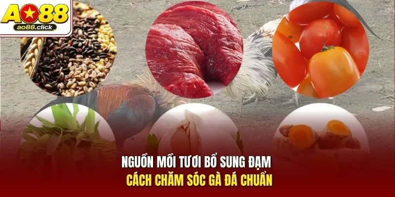 Nguồn mồi tươi bổ sung đạm - Cách chăm sóc gà đá chuẩn