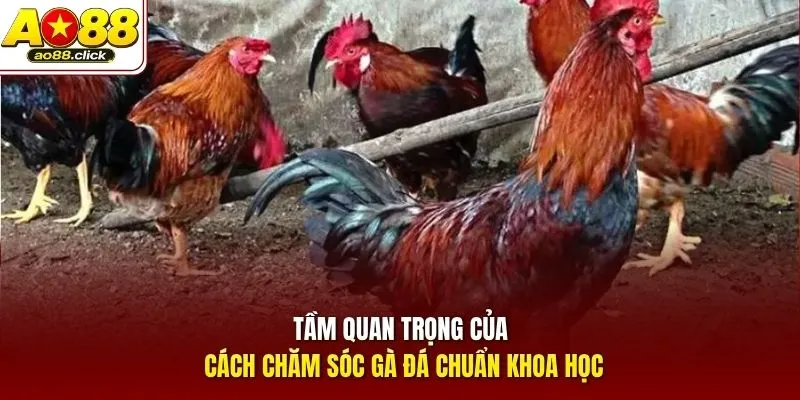 Tầm quan trọng của cách chăm sóc gà đá chuẩn khoa học
