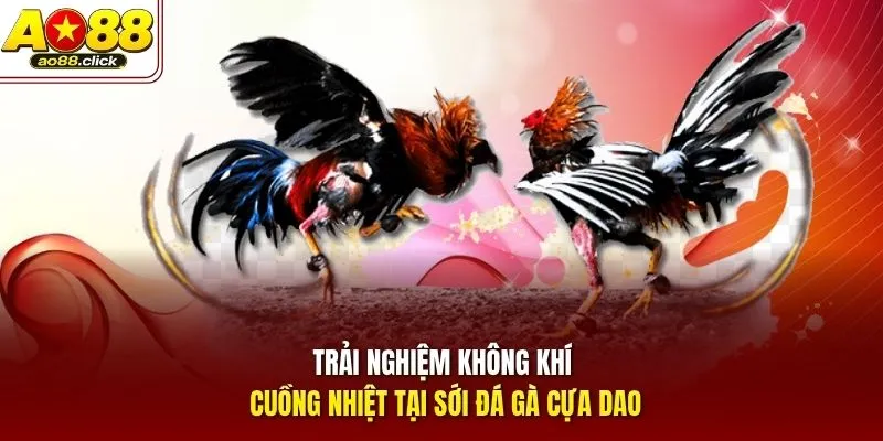Trải nghiệm không khí cuồng nhiệt tại sới đá gà cựa dao
