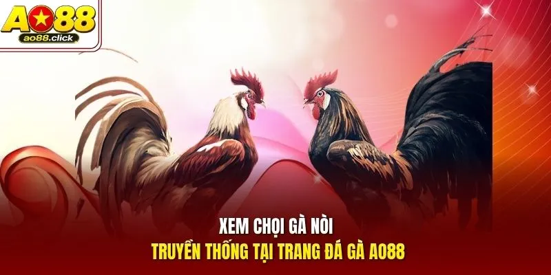 Xem chọi gà nòi truyền thống tại trang đá gà AO88