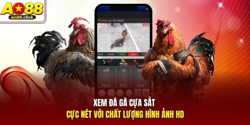 Xem đá gà cựa sắt cực nét với chất lượng hình ảnh HD